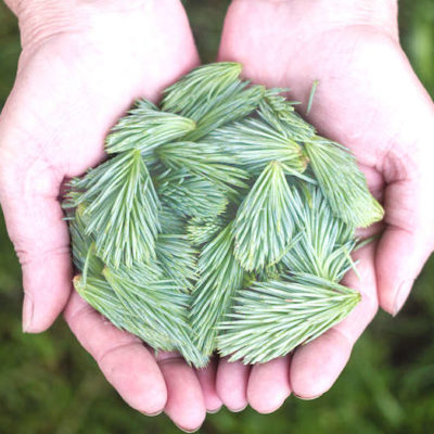 Handful of Pines