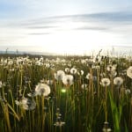 Meadow of Dandelions