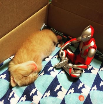 Ultraman With Kitten