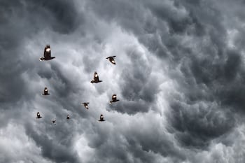 Birds flying in front of storm clouds