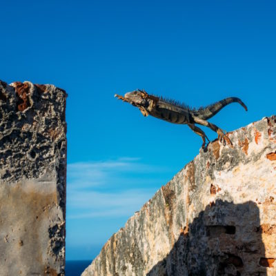 Iguana leaping from one stone to another