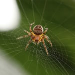 Spider on a Web