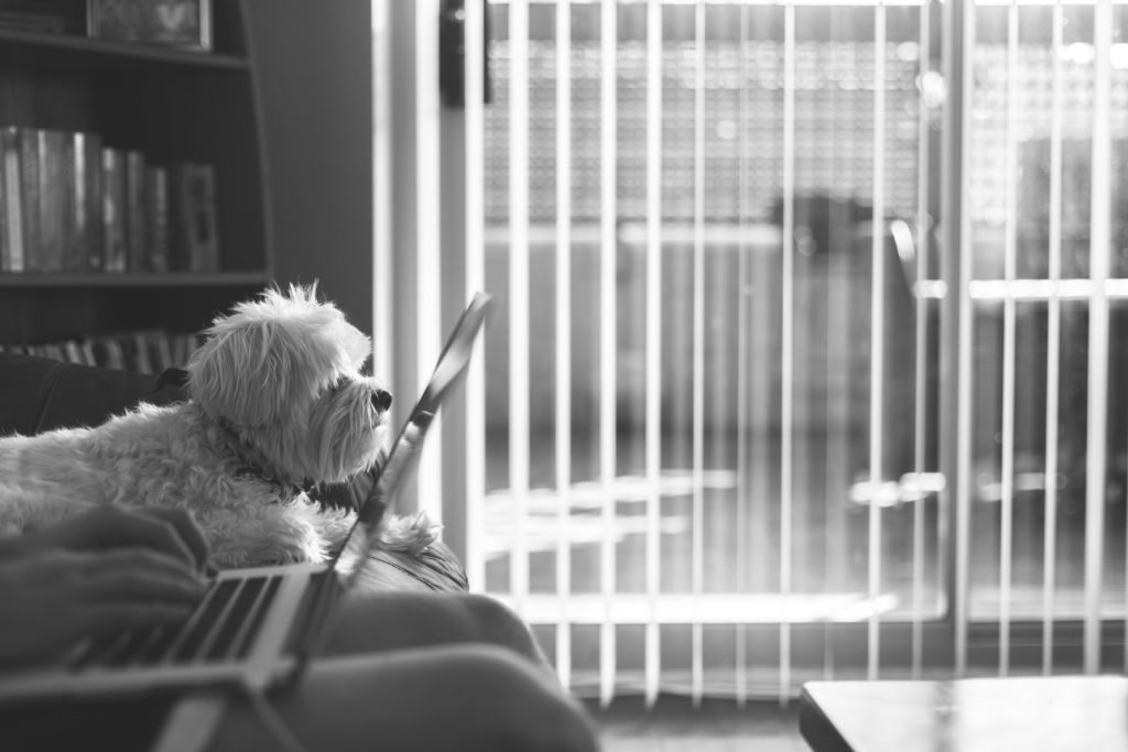 Small dog sitting next to person on a laptop