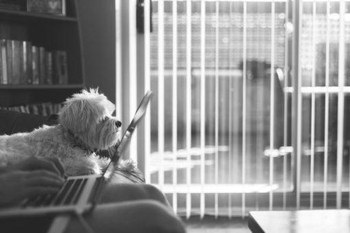 Small dog sitting next to person on a laptop