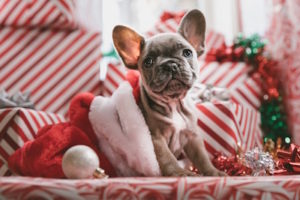 Puppy in Santa Hat