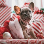 Puppy in Santa Hat