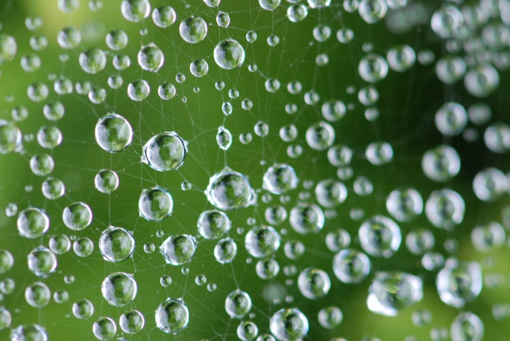 Close-up of dew on a spider's web