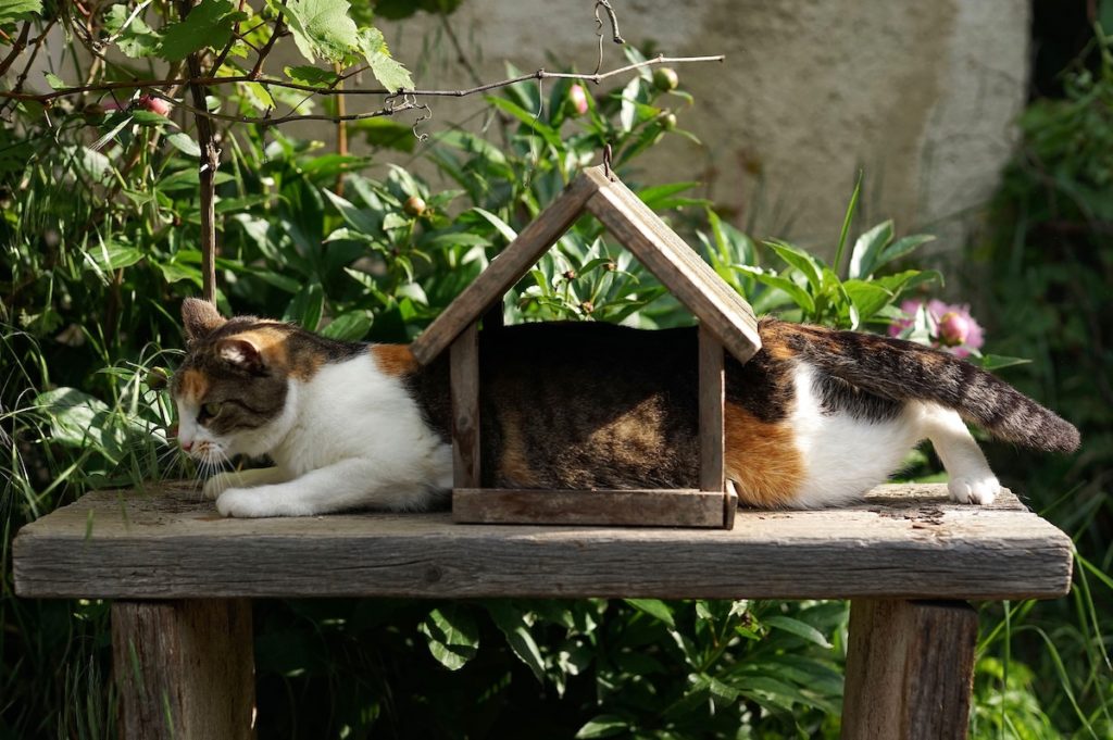 Cat half-in and half-out of a birdhouse