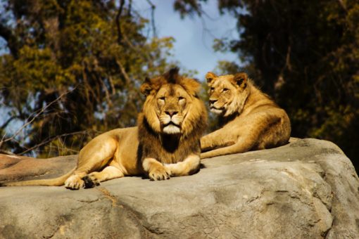 Lions on a rock