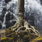 Tree with exposed roots growing on rock