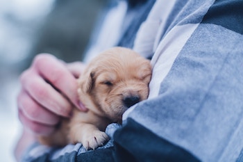 Small puppy in a person's arms