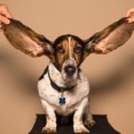 Dog with large ears being held up by two humans