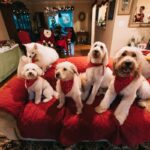 5 dogs on a red couch in a living room with Christmas decorations