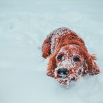 Cure dog deep in snow