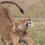 Lioness in a field stretching