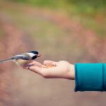 Bird eating food from an outstretched hand